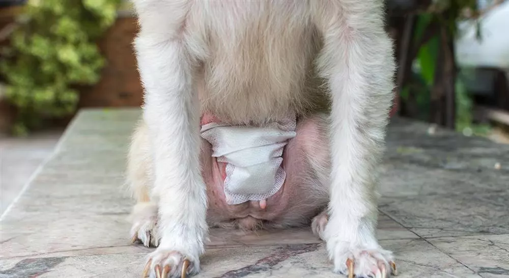 posgrado cirugía gastrointestinal en pequeños animales