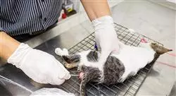 curso cirugía gastrointestinal en pequeños animales