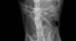 diplomado cirugía gastrointestinal en pequeños animales