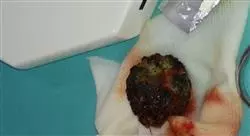 diplomado online cirugía gastrointestinal en pequeños animales