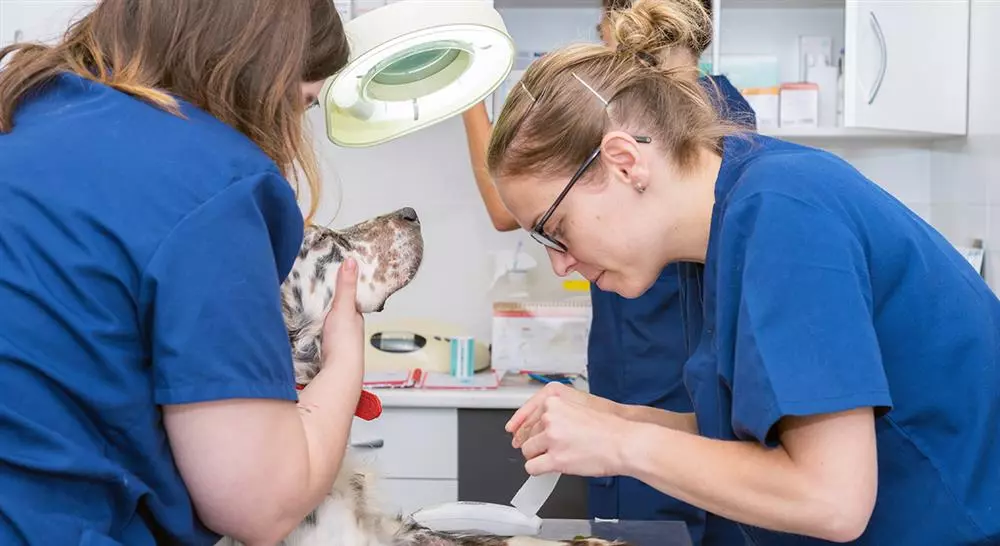 curso online manejo de heridas y cirugía reconstructiva en pequeños animales