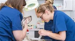 curso online manejo de heridas y cirugía reconstructiva en pequeños animales