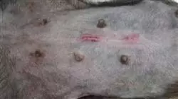 ##IMAGE##