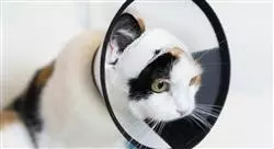 diplomado online manejo de heridas y cirugía reconstructiva en pequeños animales