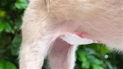 ##IMAGE##