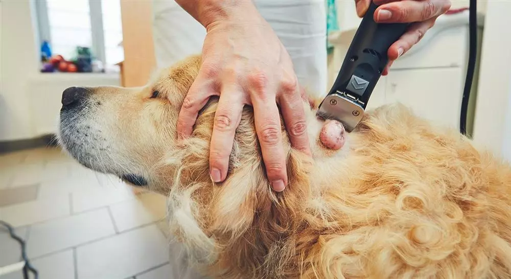 estudiar cirugía oncológica en pequeños animales