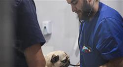 maestria online cirugia veterianaria animales