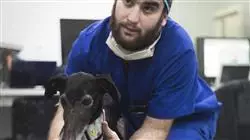 posgrado cirugia veterinaria pequenos animales
