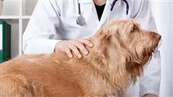 ##IMAGE##