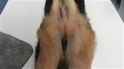 ##IMAGE##