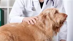 ##IMAGE##