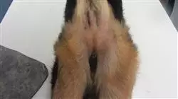 ##IMAGE##