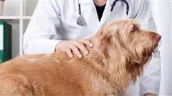 ##IMAGE##