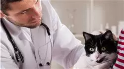 ##IMAGE##