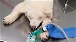 ##IMAGE##