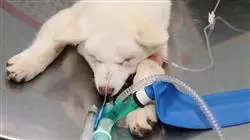 ##IMAGE##