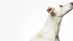 ##IMAGE##