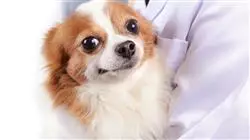 ##IMAGE##