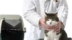 ##IMAGE##