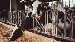 ##IMAGE##