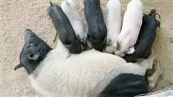 ##IMAGE##