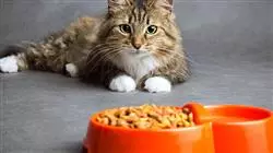 cursos nutricion alimentacion caninos felinos