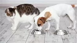 ##IMAGE##