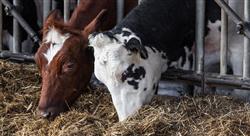 especializacion nutrición y alimentación de caninos y felinos