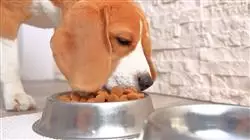 especializacion online nutricion alimentacion caninos felinos