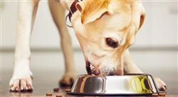 especializacion online nutrición y alimentación de caninos y felinos