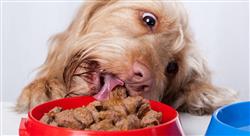 estudiar nutrición y alimentación de caninos y felinos