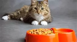 experto nutrición y alimentación de caninos y felinos