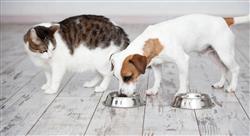 experto universitario nutrición y alimentación de caninos y felinos