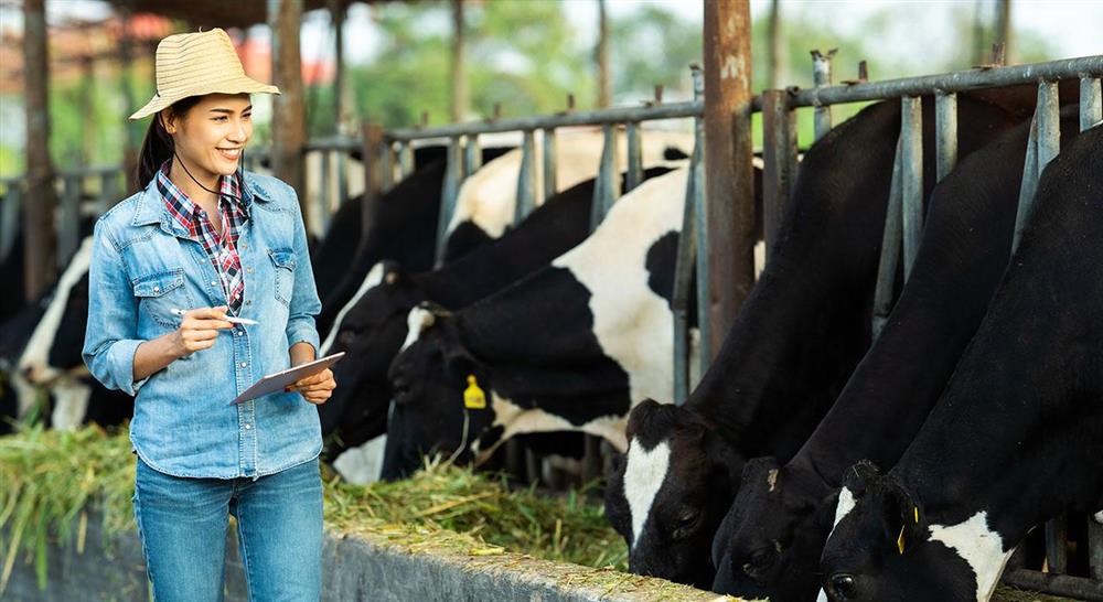 Certificat Avancé En Nutrition Et Alimentation Des Ruminants