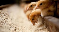 especializacion online nutrición y alimentación en avicultura