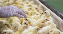 estudiar nutrición y alimentación en avicultura