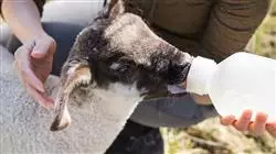 ##IMAGE##