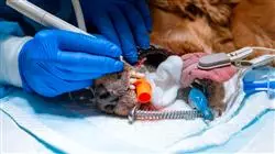 curso complicaciones anestesia veterinaria diagnostico tratamiento