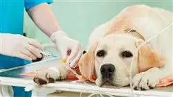 diplomado complicaciones anestesia veterinaria diagnostico tratamiento