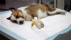 diplomado online complicaciones anestesia veterinaria diagnostico tratamiento