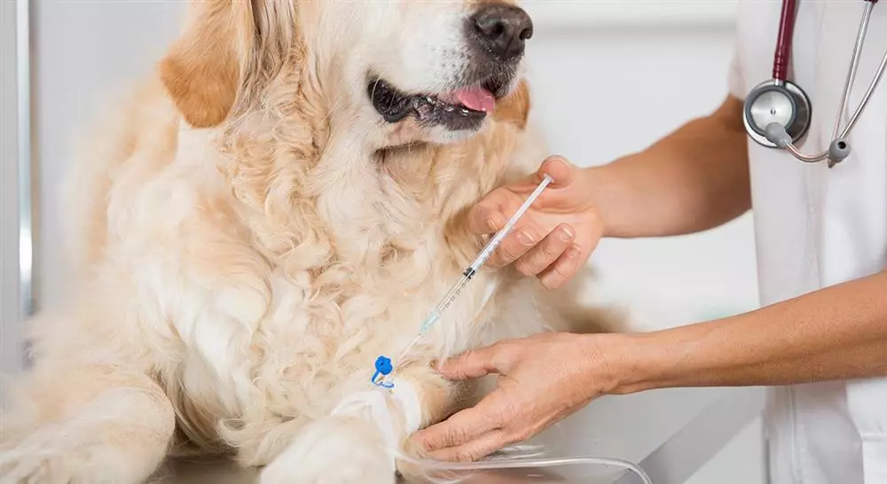 formacion manejo de urgencias neurológicas conductuales y ortopédicas en pequeños animales