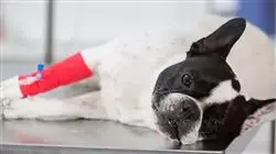 ##IMAGE##