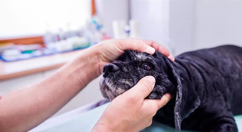 curso online manejo de urgencias oftalmológicas en pequeños animales