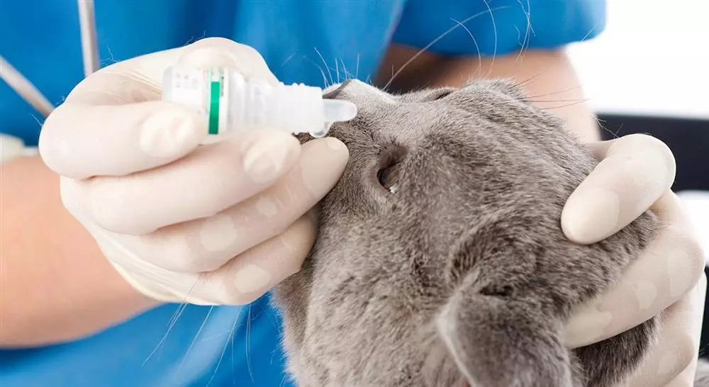 diplomado online manejo de urgencias oftalmológicas en pequeños animales