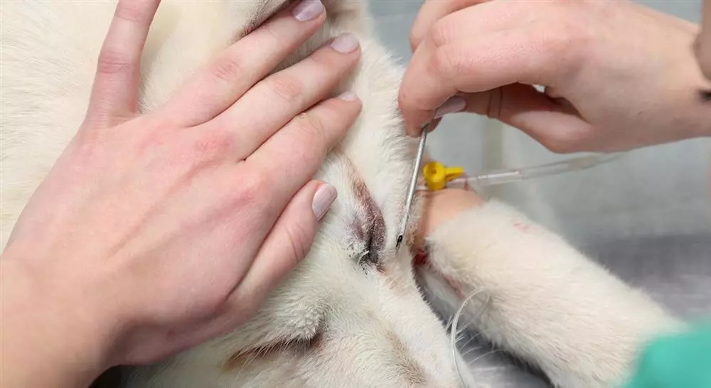 posgrado manejo de urgencias oftalmológicas en pequeños animales