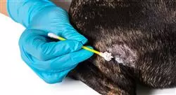 diplomado manejo de urgencias oftalmológicas en pequeños animales