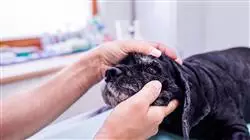 ##IMAGE##