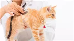 ##IMAGE##