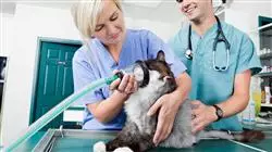 ##IMAGE##