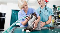 posgrado manejo de urgencias respiratorias en pequeños animales